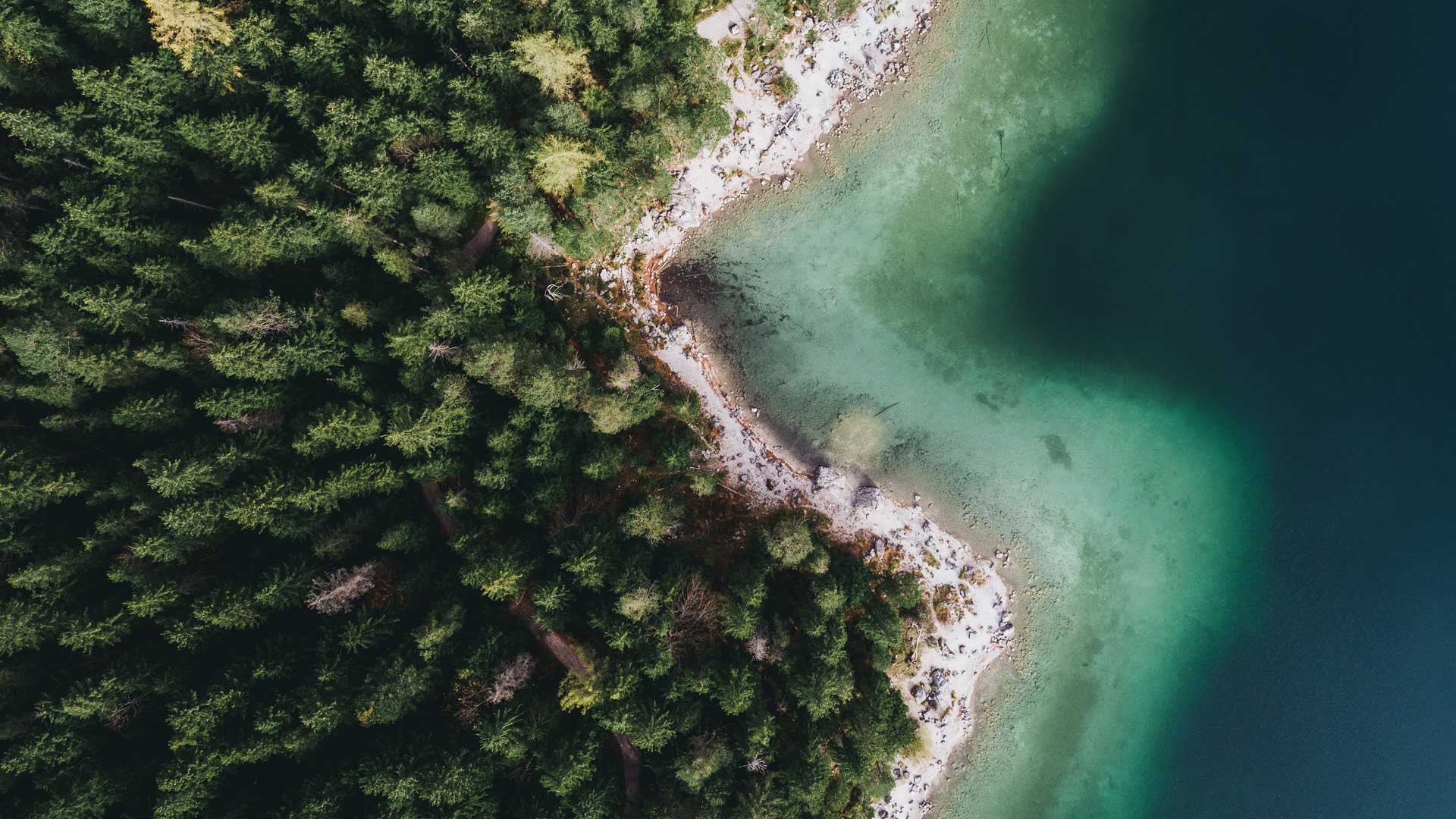 Coastline along a forest