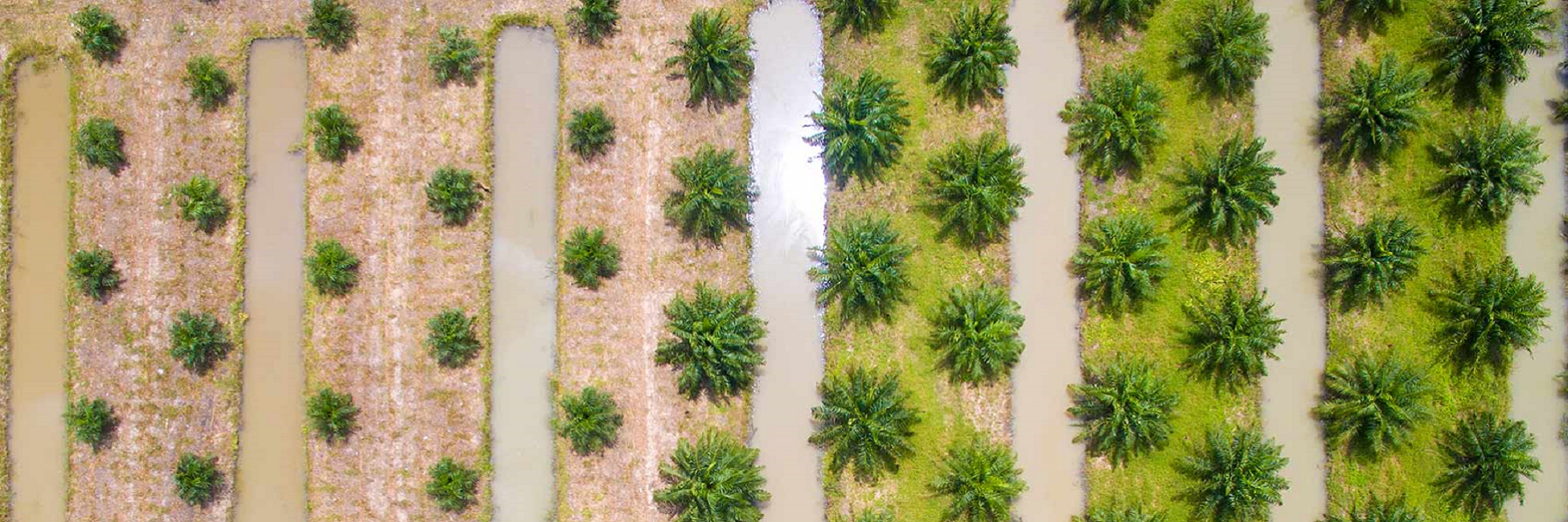 Aerial view of rows of trees with water-filled trenches between them. The trees are planted in a grid pattern, with alternating rows of green grass and brown soil.