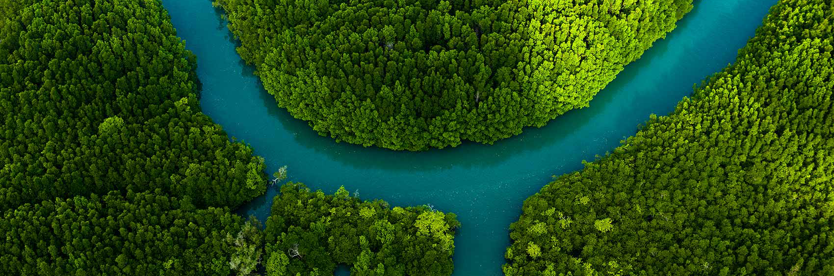 Aerial view of a winding river surrounded by dense, lush green forest.