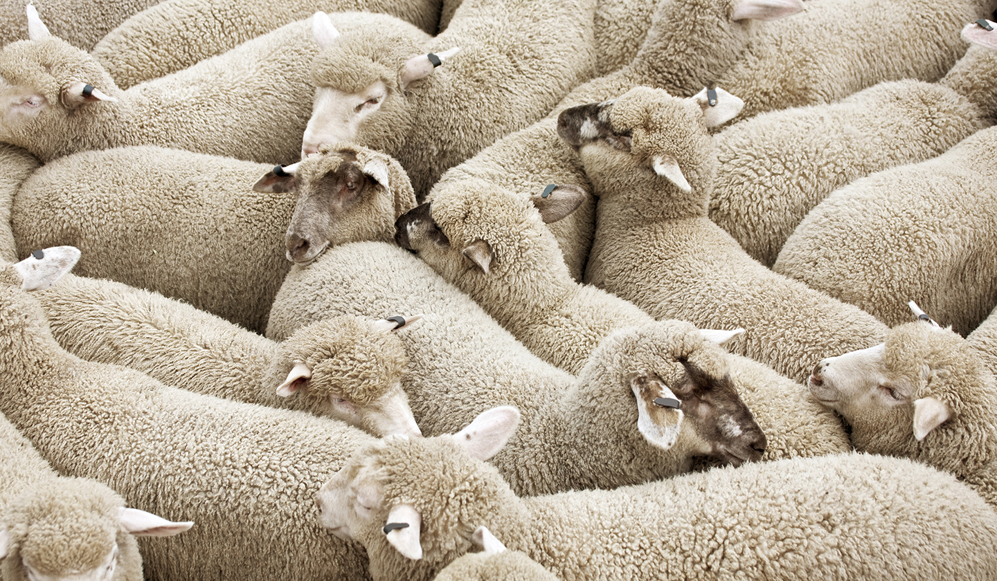 Wolf In Sheeps Clothing Disruption Ahead For Transaction