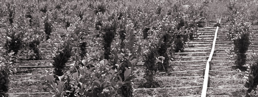 growing-prosperity-chapter-03-artwork-05 growing-prosperity-chapter-03-artwork-05